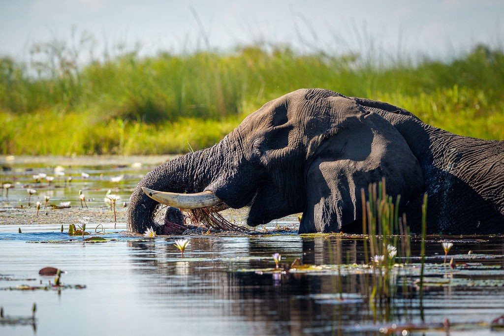 Moremi Game Reserve