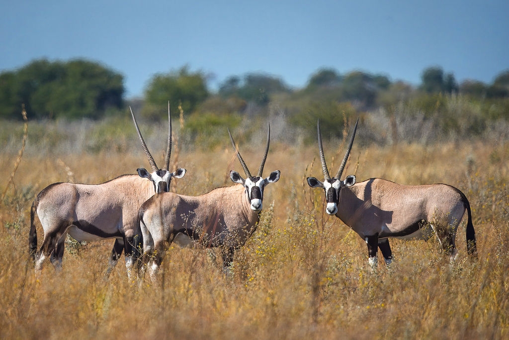 Nxai Pan National Park