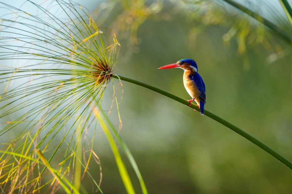 Zambezi National Park