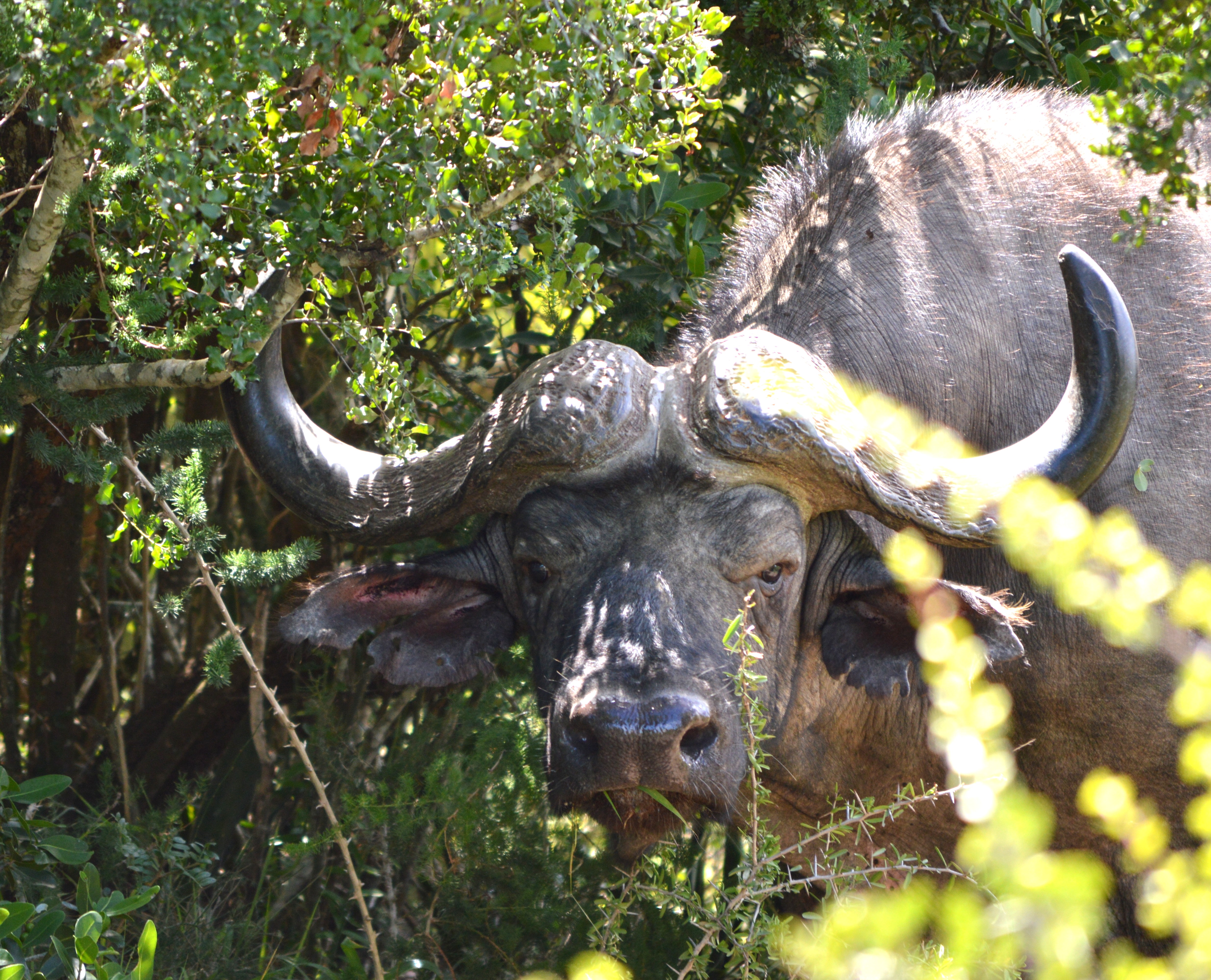 Bwabwata National Park