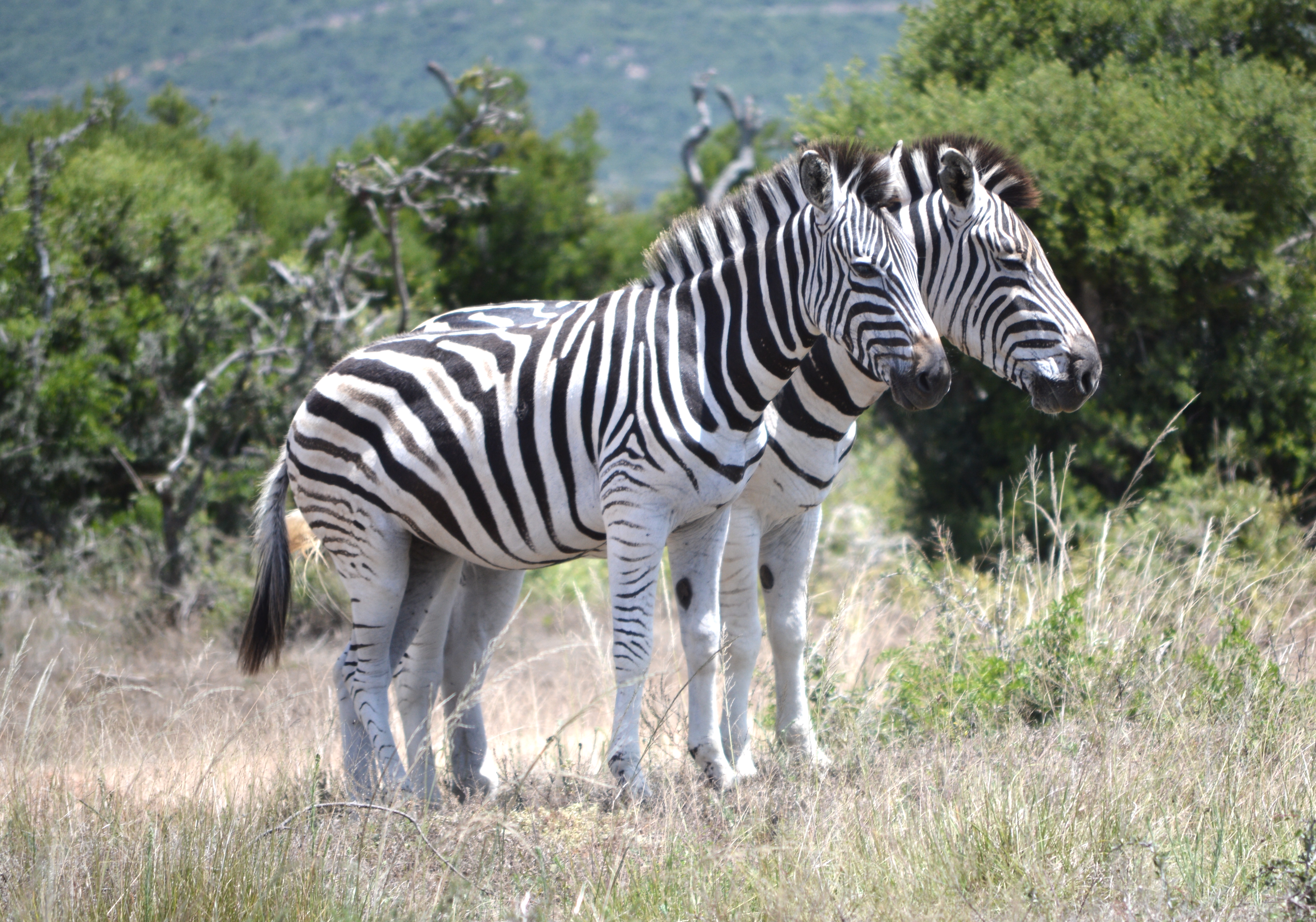 Mangetti National Park